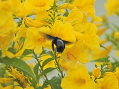 Xylocopa nasalis