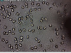 Pluteus umbrosus