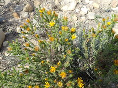 Cullumia bisulca