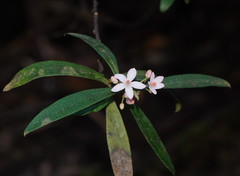 Philotheca myoporoides