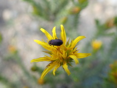 Cullumia bisulca