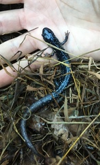 Plethodon glutinosus