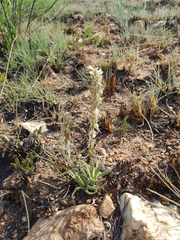 Chlorophytum transvaalense