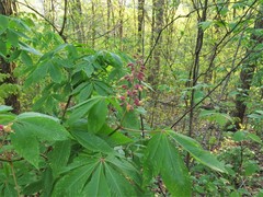 Aesculus × bushii