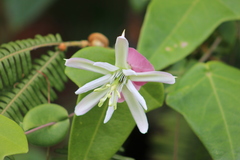 Passiflora catharinensis