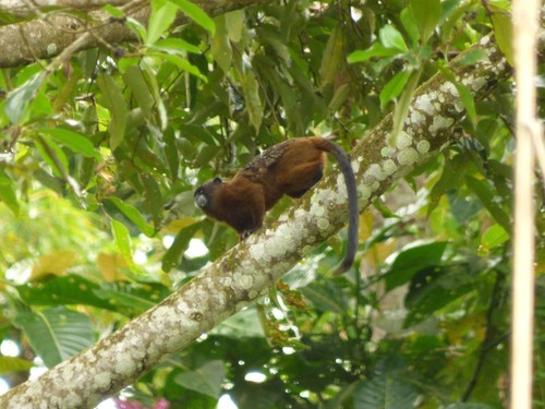 Lesson's Saddle-back Tamarin
