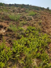 Pygmaeothamnus zeyheri