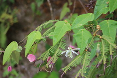 Passiflora catharinensis