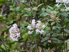Rhododendron jasminiflorum