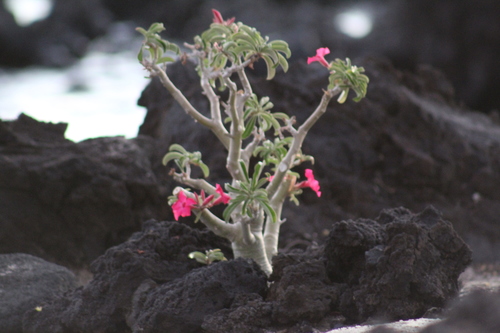 Adenium obesum, 2016-07-07
