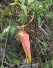 Nepenthes sanguinea