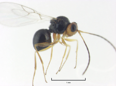 Alloxysta victrix