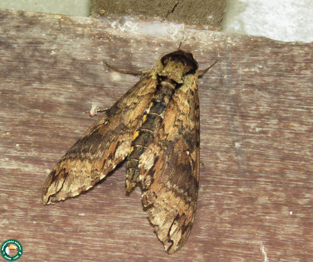 Manduca janira