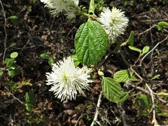 Fothergilla major