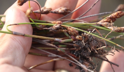 Restio bifurcus (Restio bifurcus)