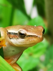 Hyperolius horstockii