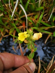 Alectra sessiliflora