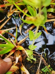 Alectra sessiliflora