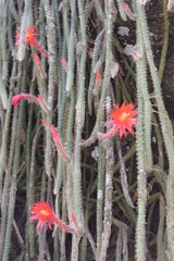 Aporocactus