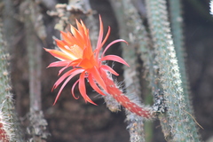 Aporocactus