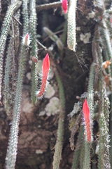 Aporocactus