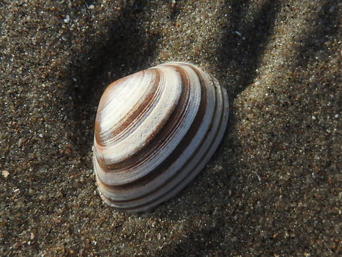 Elliptical Trough Shell, Katwijk, Zuid-Holland, Netherlands, photo 3 of 10