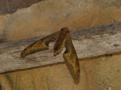 Protambulyx sulphurea