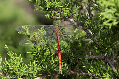 Anax longipes