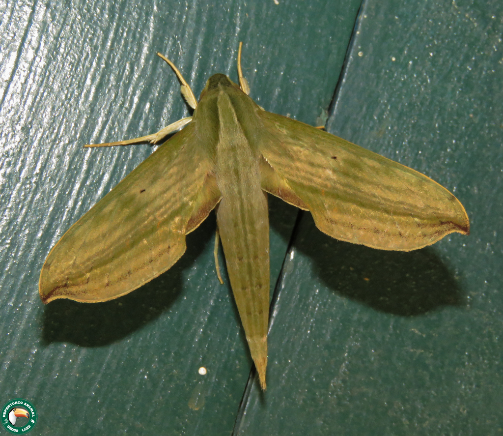 Xylophanes hydrata