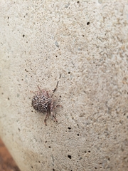 Dinocoris reticulatus