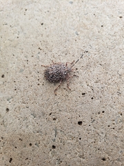 Dinocoris reticulatus