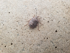 Dinocoris reticulatus