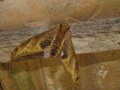 Protambulyx sulphurea