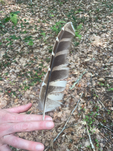 View observation of {o.common_name} on iNaturalist