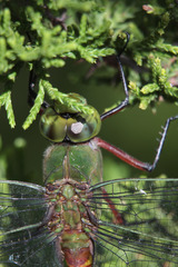 Anax longipes