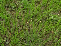 Rhynchospora harveyi