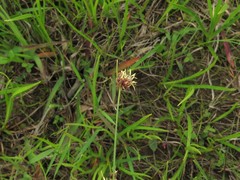 Rhynchospora harveyi