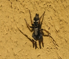 Sergiolus