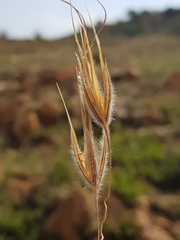 Tristachya biseriata