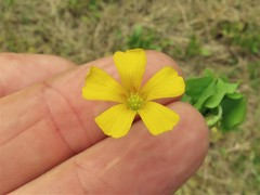 Oxalis texana