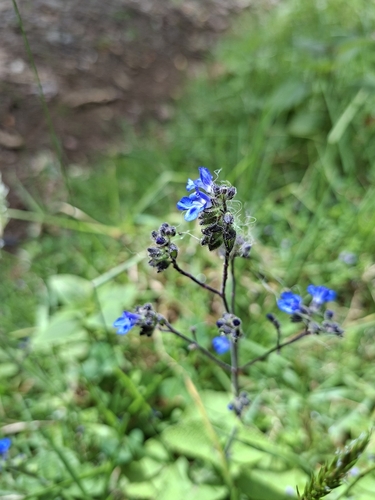 Salvia palifolia, photograph 5
