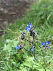 Salvia palifolia, photograph (c) Daniel Mesa, some rights reserved (CC BY)