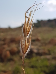 Tristachya biseriata