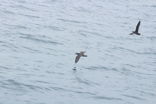 Galapagos Shearwater (Puffinus subalaris), photo 5