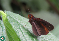 Miltomiges cinnamomea