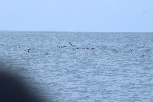 Galapagos Shearwater (Puffinus subalaris), photo 6