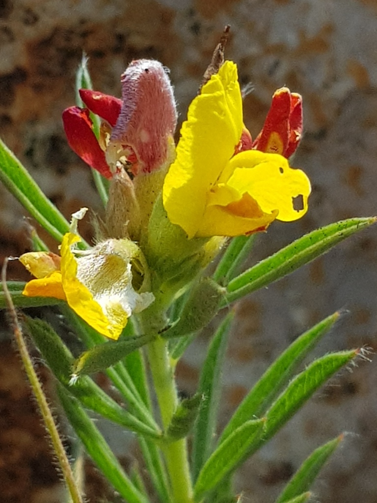 Silver Frilly Pea