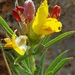 Pearsonia sessilifolia - Photo (c) Richard Gill, alguns direitos reservados (CC BY-NC), uploaded by Richard Gill