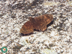 Nisoniades
