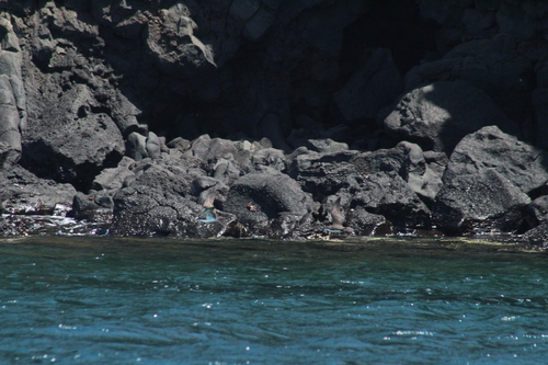 Galapagos Shearwater (Puffinus subalaris), photo 4